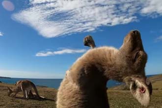 袋鼠摇手视频怎么拍 抖音袋鼠摇手视频剪辑制作教程