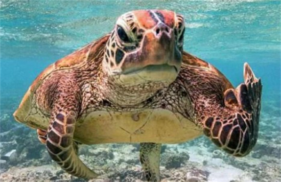 海龟汤100题最经典题目答案恐怖 海龟汤题目和答案全套恐怖