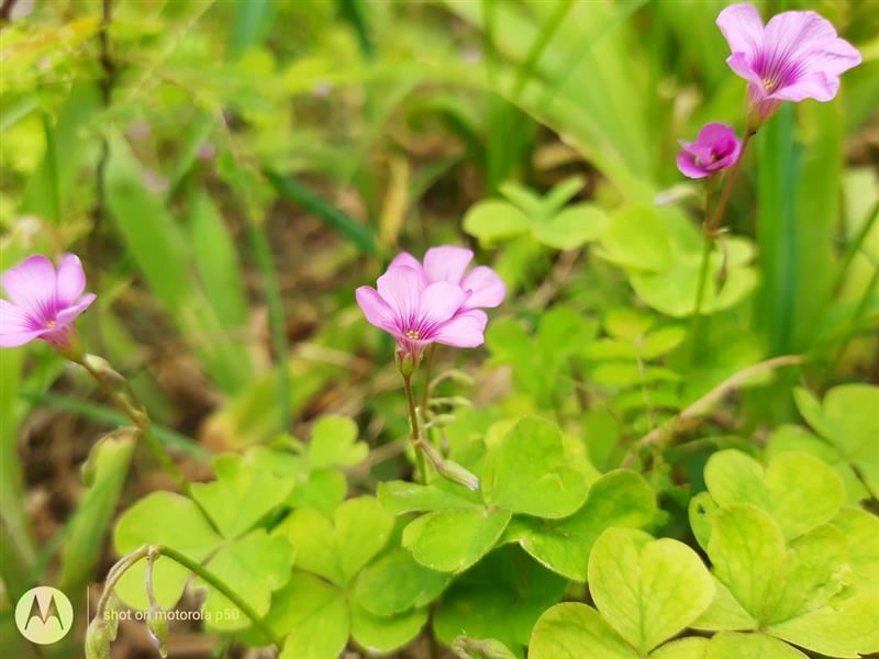 摩托罗拉P50怎么样 摩托罗拉P50评测