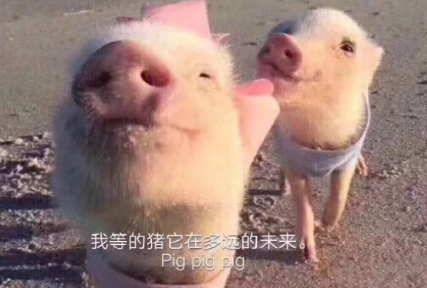 猪猪女孩是什么意思 精致的猪猪女孩什么梗