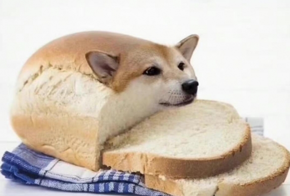 面包狗什么意思 面包狗什么梗