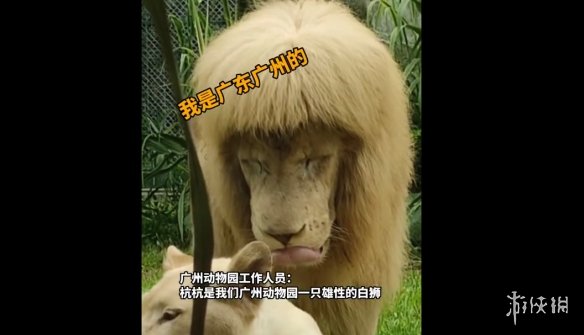 广州齐刘海狮子换大背头 广州狮子自己换发型