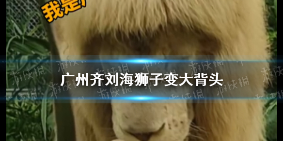 广州齐刘海狮子换大背头 广州狮子自己换发型