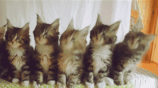 《抖音》一群猫咪点头的动图 一群猫咪点头的动图大全