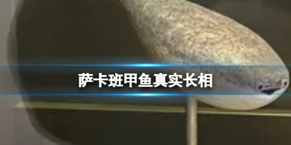 萨卡班甲鱼真实长相 萨卡班甲鱼长什么样