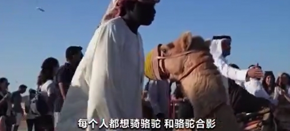 卡塔尔游客多到骆驼加班 卡塔尔骆驼工作量暴涨50倍