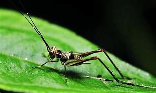 蚂蚁庄园蟋蟀 蟋蟀是如何发出叫声的2.23答案