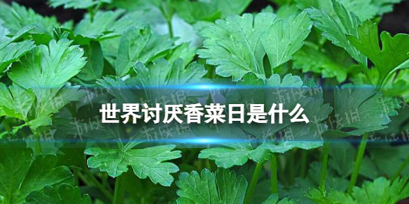 世界讨厌香菜日是什么 2月24日世界讨厌香菜日介绍