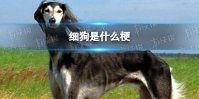 女生叫男生细狗是什么梗 女生叫男生细狗是什么意思