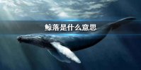 鲸落是什么意思 鲸落是留给大海最后的温柔